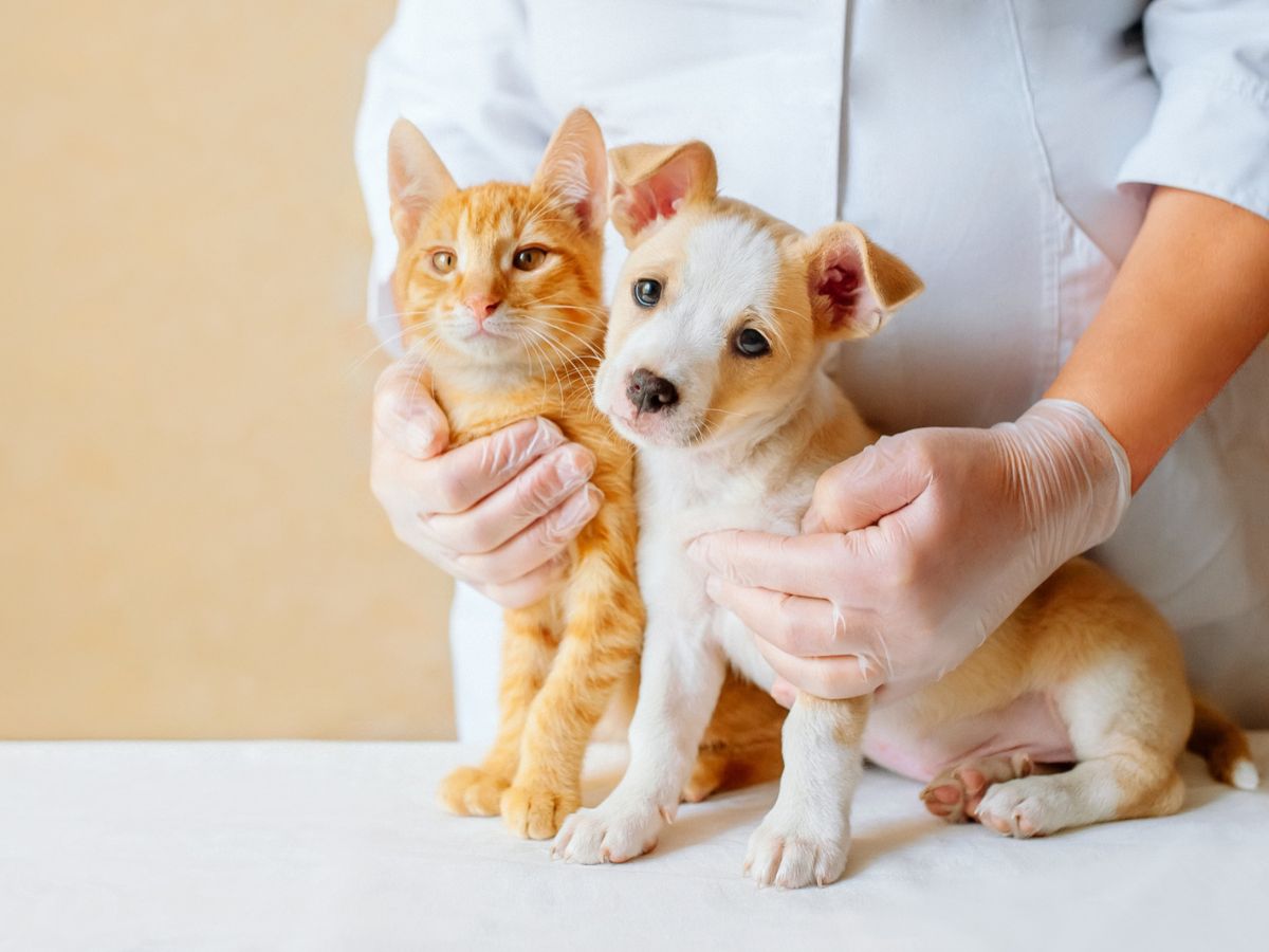 Veterinarians – Protecting People and Animals